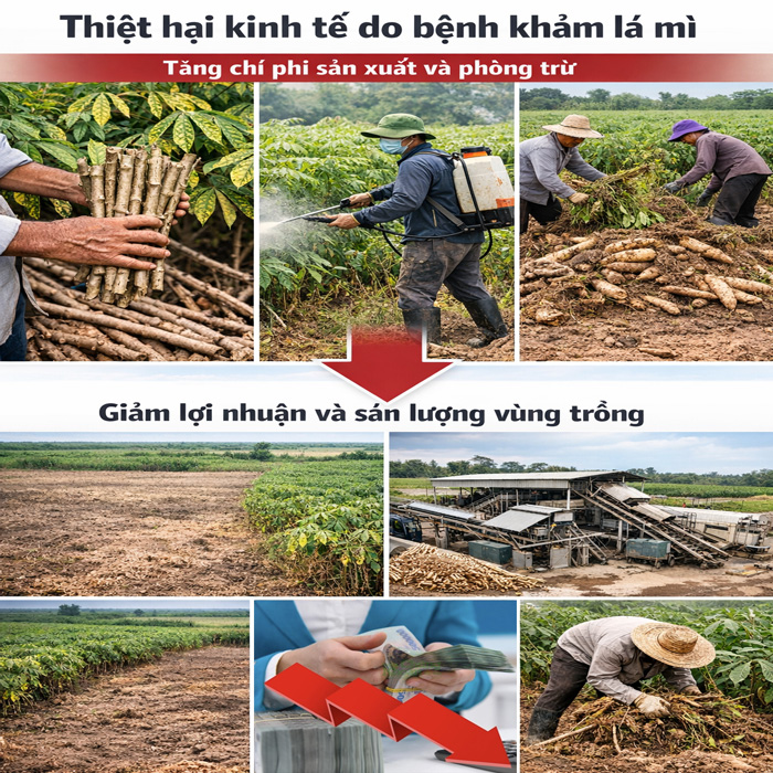 Bệnh khảm lá mì làm giảm năng suất cây sắn như thế nào?