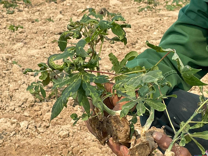 Bệnh khảm lá sắn là gì? Triệu chứng và cách phòng trị hiệu quả