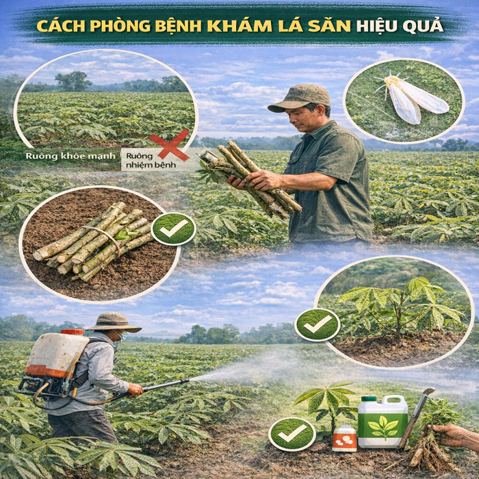 Bệnh khảm lá sắn là gì? Triệu chứng và cách phòng trị hiệu quả