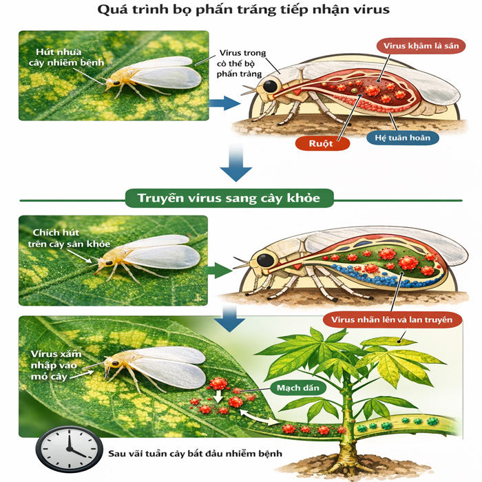 Bọ phấn trắng hại sắn truyền bệnh khảm lá như thế nào?