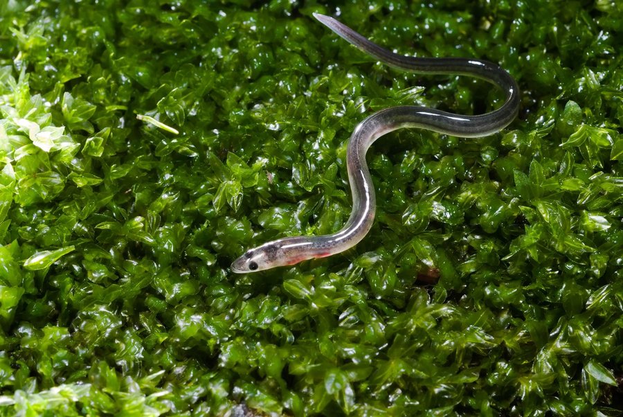 Cá chình giống giá bao nhiêu cách chọn giống khỏe mau lớn