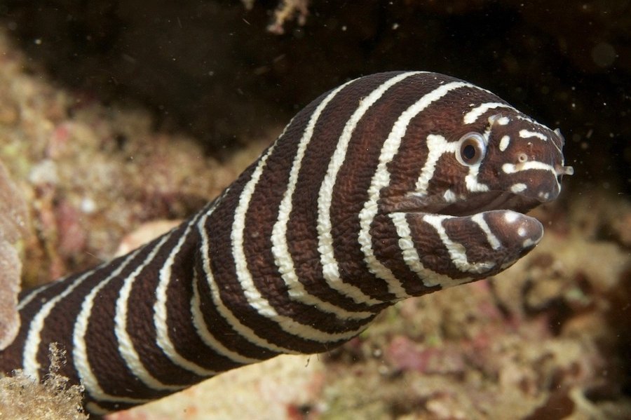 Các loại cá chình phổ biến và cách phân biệt từng loại