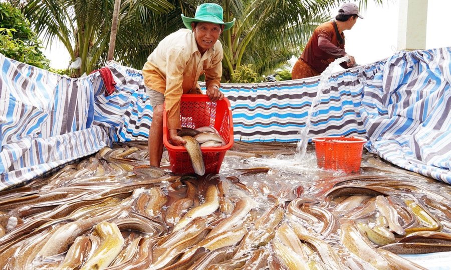 Cách nuôi cá chình nước ngọt trong bể xi măng hiệu quả năng suất cao