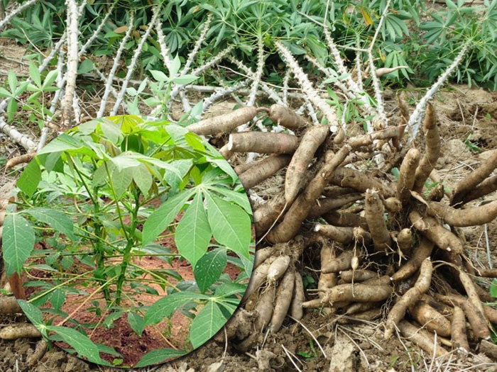 Cây sắn là gì? Đặc điểm, phân loại và cách trồng sắn nhiều củ