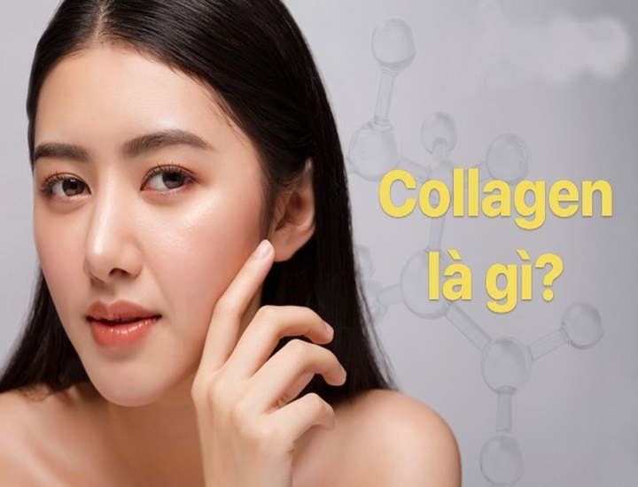 Collagen là gì chức năng vai trò chính của nó trong cơ thể?