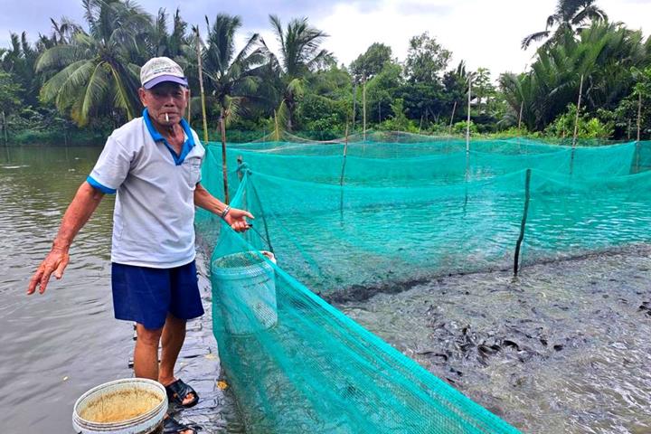 Hướng dẫn nuôi cá bống tượng trong vèo để đạt kết quả tốt