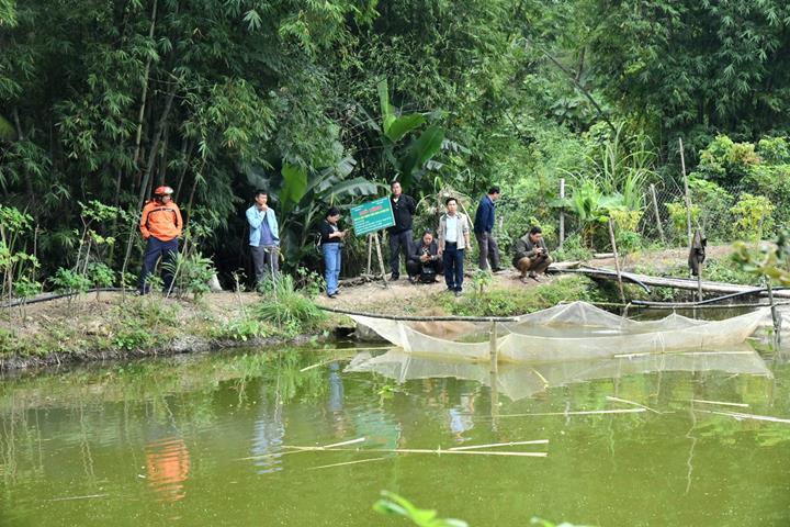 Kỹ thuật nuôi cá bống tượng trong ao đất đạt hiệu quả cao