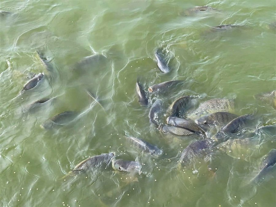 Mật độ nuôi cá rô phi đơn tính bao nhiêu là phù hợp?