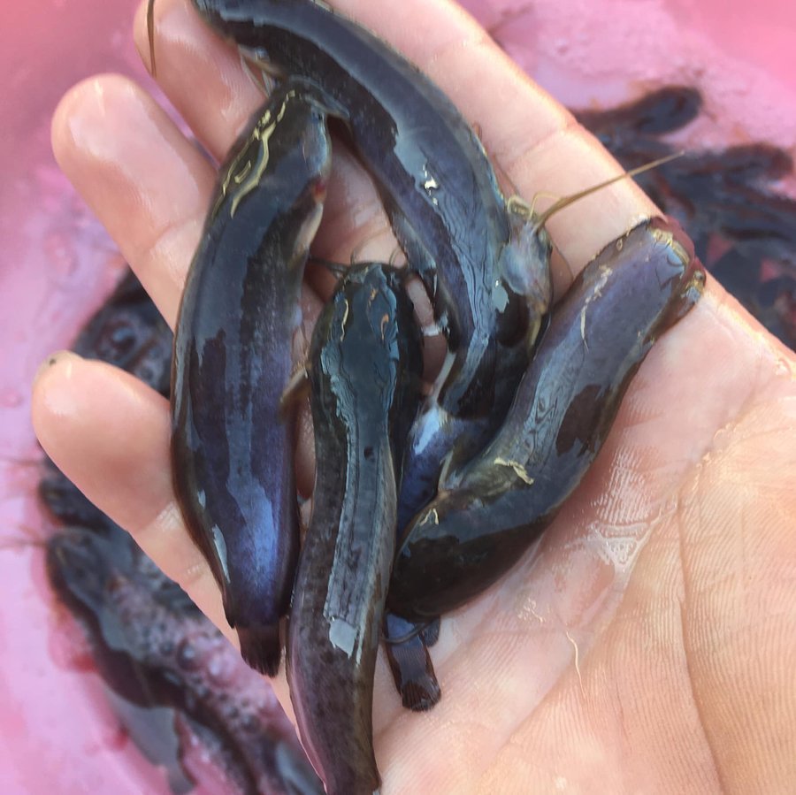 Cách nuôi cá trê ta hiệu quả cho người mới bắt đầu