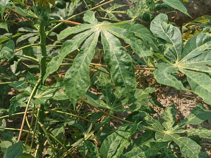 Thuốc đặc trị bệnh khảm lá sắn có thật không hay chỉ là quảng cáo?