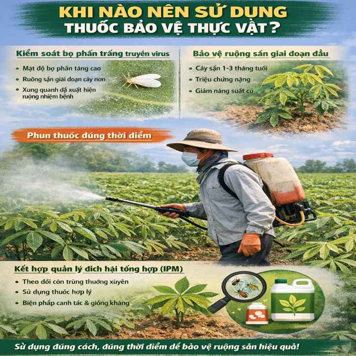 Thuốc trị bệnh xoăn lá mì do khảm có hiệu quả không?