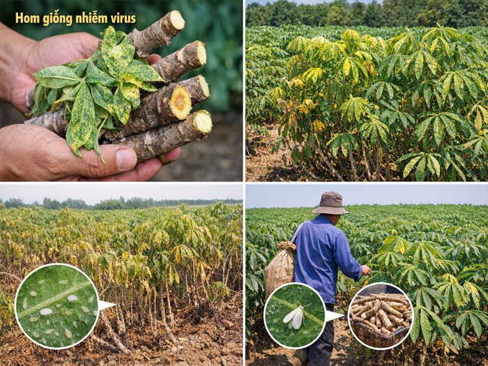 Virus khảm lá sắn là gì và lây lan như thế nào?