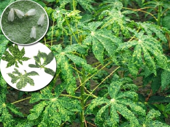 Bệnh khảm lá mì làm giảm năng suất cây sắn như thế nào?