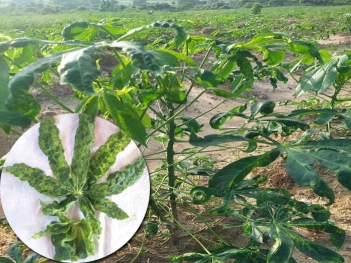 Bệnh khảm lá sắn là gì? Triệu chứng và cách phòng trị hiệu quả