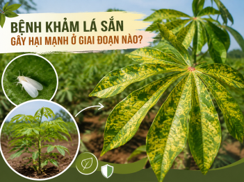 Bệnh khảm lá sắn gây hại mạnh ở giai đoạn nào?