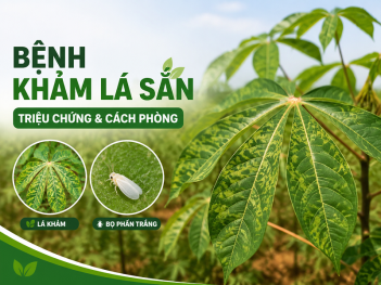 Bệnh khảm lá sắn: triệu chứng và cách phòng