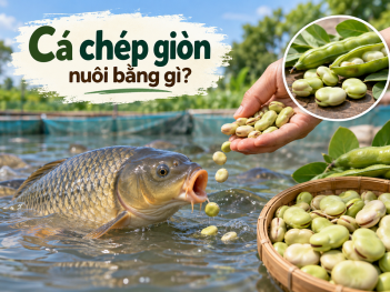 Cá chép giòn nuôi bằng gì?