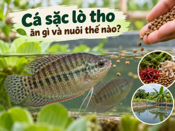 Cá sặc lò tho ăn gì và nuôi thế nào?