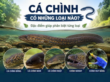 Kiến thức