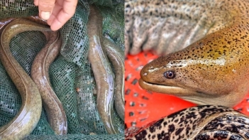 Cách nuôi cá chình nước ngọt trong bể xi măng hiệu quả năng suất cao - Thương hiệu Việt Nam