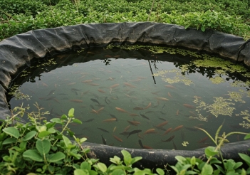 Mô hình nuôi cá rô đồng trong bể bạt giúp thu hồi vốn sau 3 tháng - Thương hiệu Việt Nam