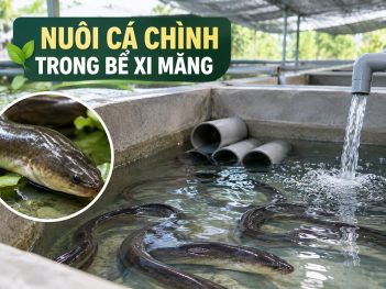 Cách nuôi cá chình trong bể xi măng