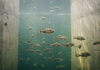 Nuôi cá rô đầu vuông trong be xi măng khác gì be lót bạt? - Thương hiệu Việt Nam