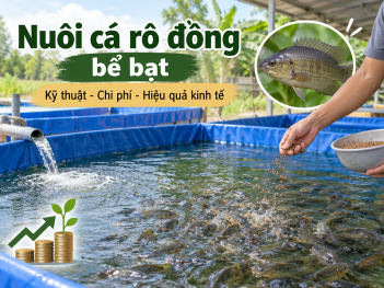Mô hình nuôi cá rô đồng trong bể bạt