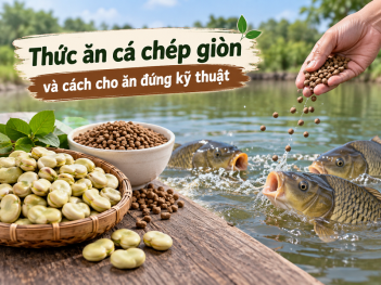 Cá chép giòn ăn gì và cho ăn thế nào?