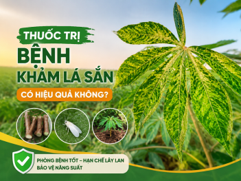 Có thuốc đặc trị bệnh khảm lá sắn không?
