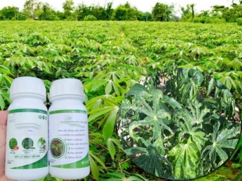 Thuốc trị bệnh xoăn lá mì do khảm có hiệu quả không?