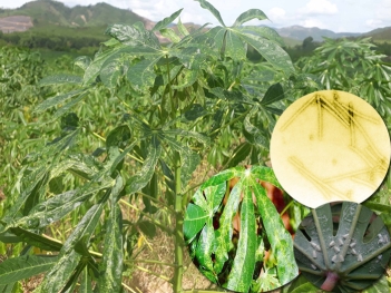 Virus khảm lá sắn là gì và lây lan như thế nào? - Thương hiệu Việt Nam