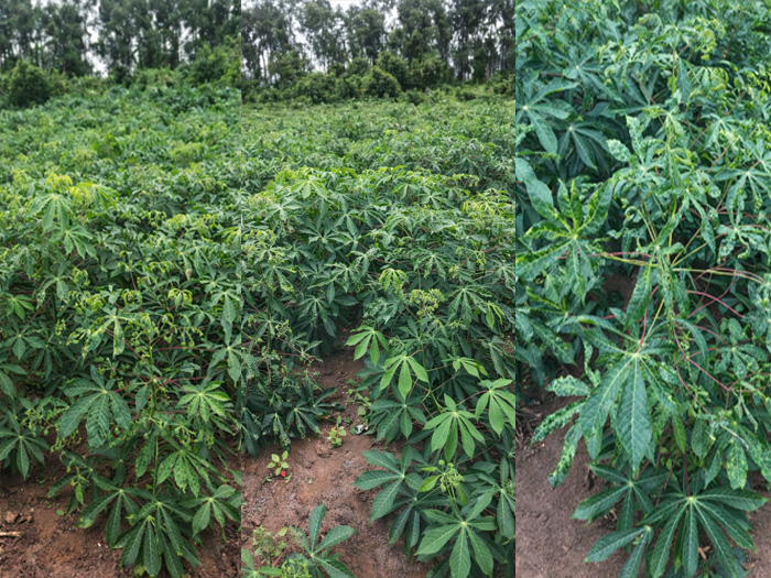 bệnh khảm lá trên cây mì