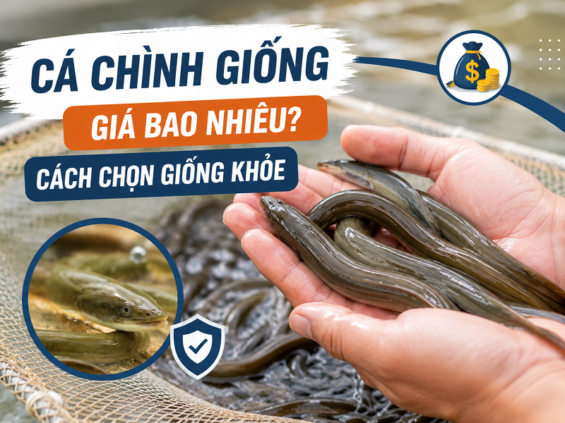 Cá chình giống giá bao nhiêu và cách chọn giống khỏe