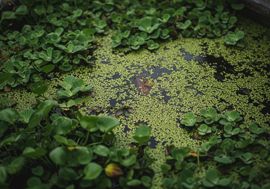 nuôi cá rô phi cho ăn gì