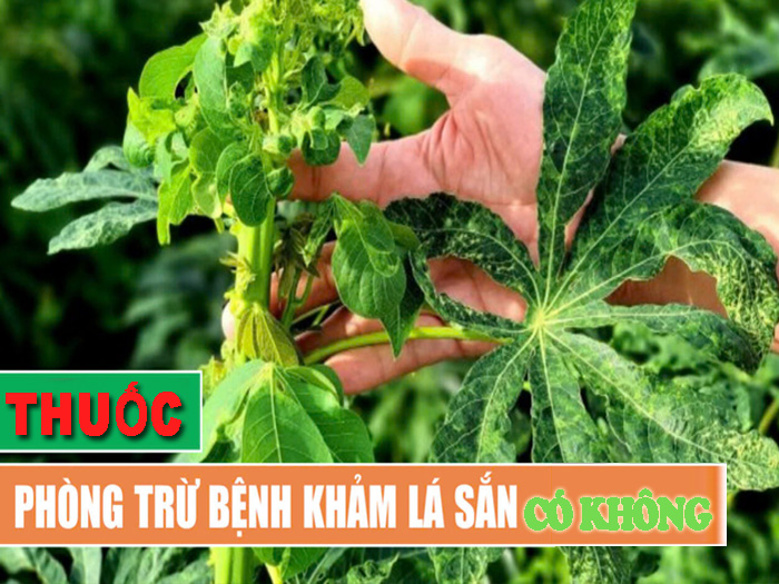 thuốc đặc trị bệnh khảm